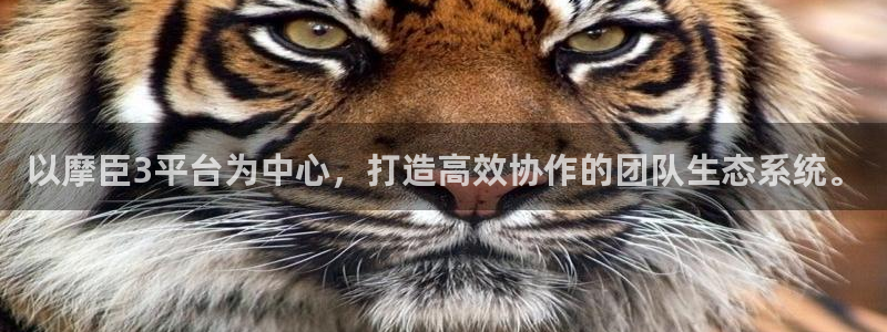 壹号大舞台有梦你就来：以摩臣3平台为中心，打造高效协作的团队生态系统。